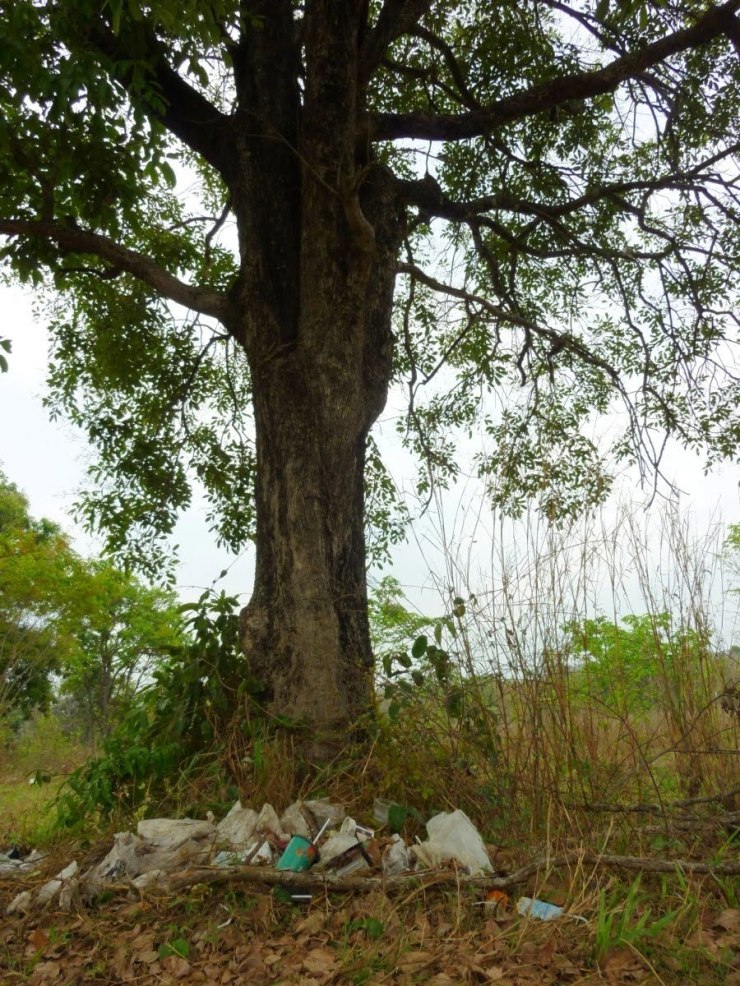Behold, the trashy tree.