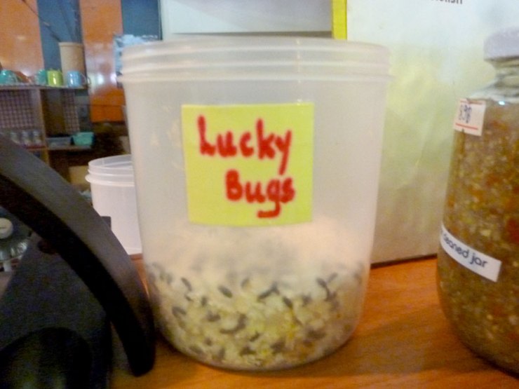 Many businesses have these bugs for good luck or more bugs = more $$$