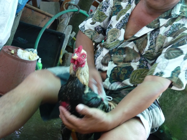 Even the roosters bathe often...