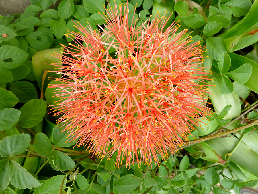beautiful flower in chiang mai