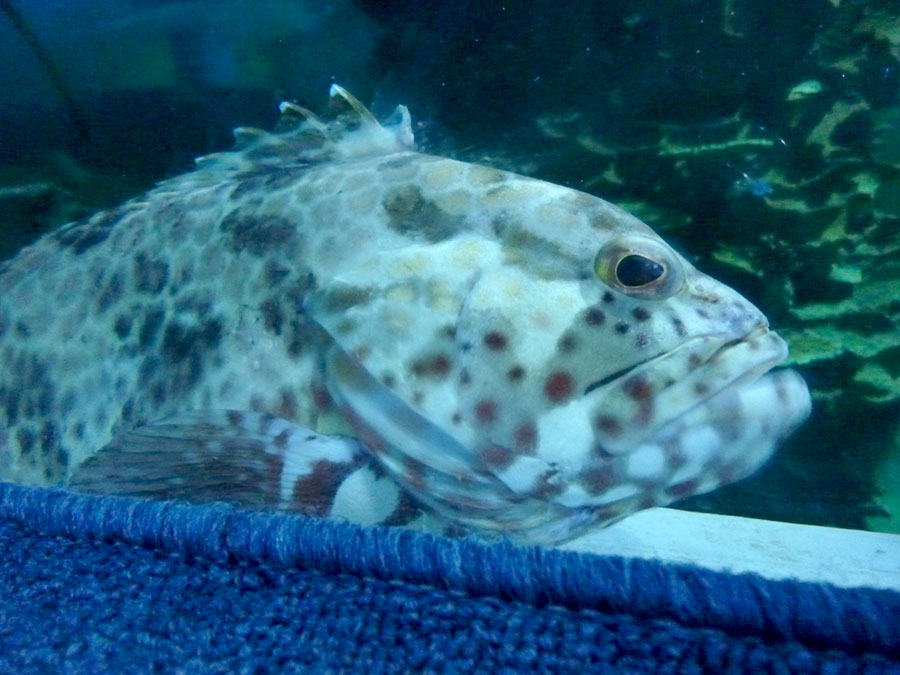 Age of Aquarium: a visit to the Chiang Mai&nbsp;Zoo