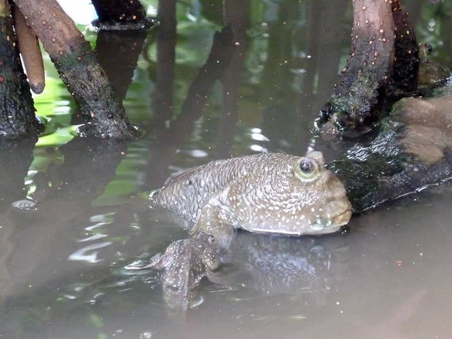 mud-skipper