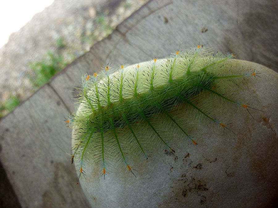 A Bug’s Life in Chiang&nbsp;Mai