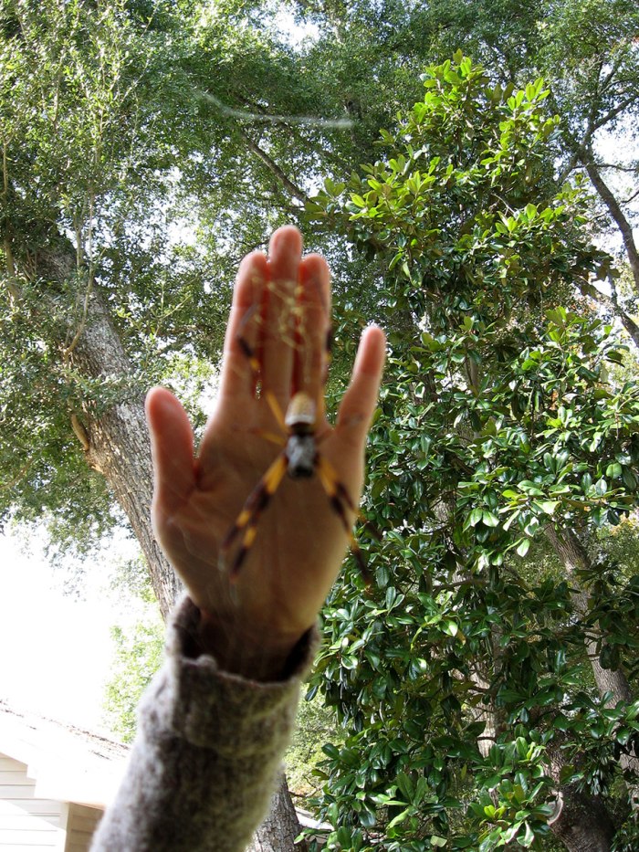 big-fn-spider-in-vernon-fl