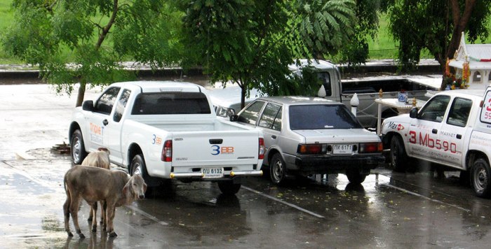 cows-in-parking-lot