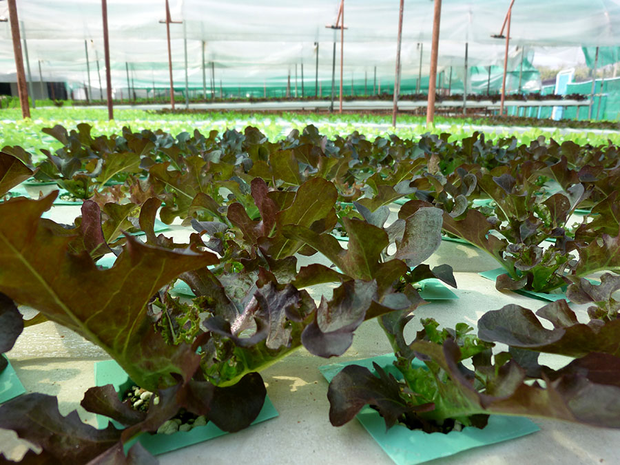 Salad Terrace (from farm to&nbsp;fork)