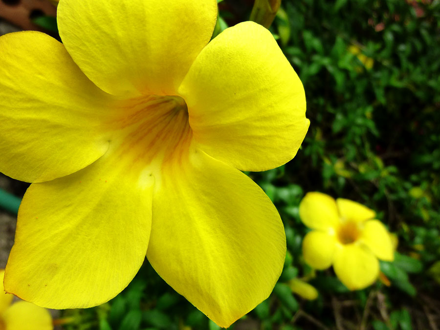 yellow flower in chiang rai