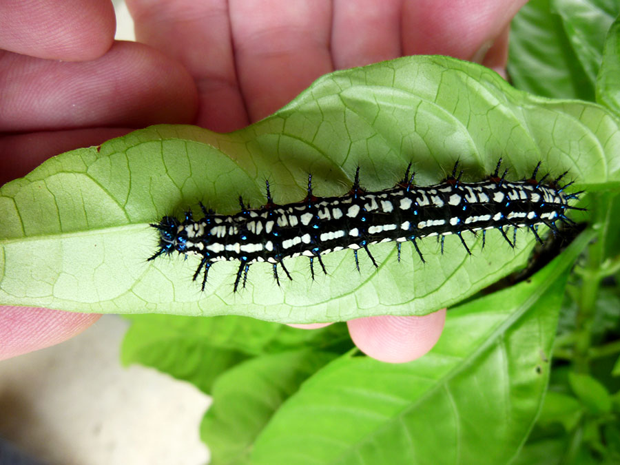 Continuously see new bugs...these guys have eaten the plant in our front yard. 