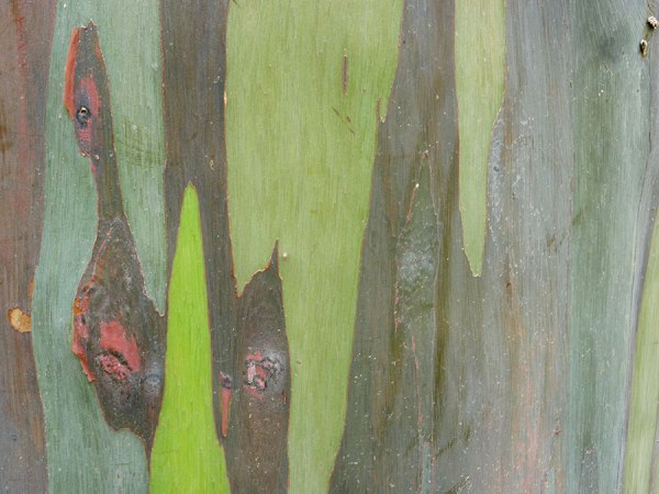 Closeup of colorful trunk of tree