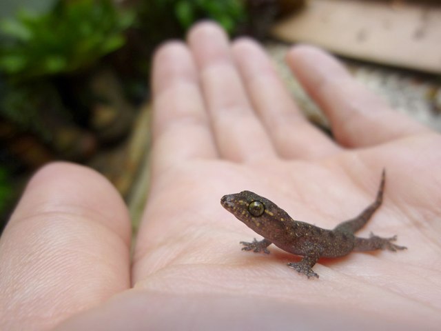 gecko-rescue