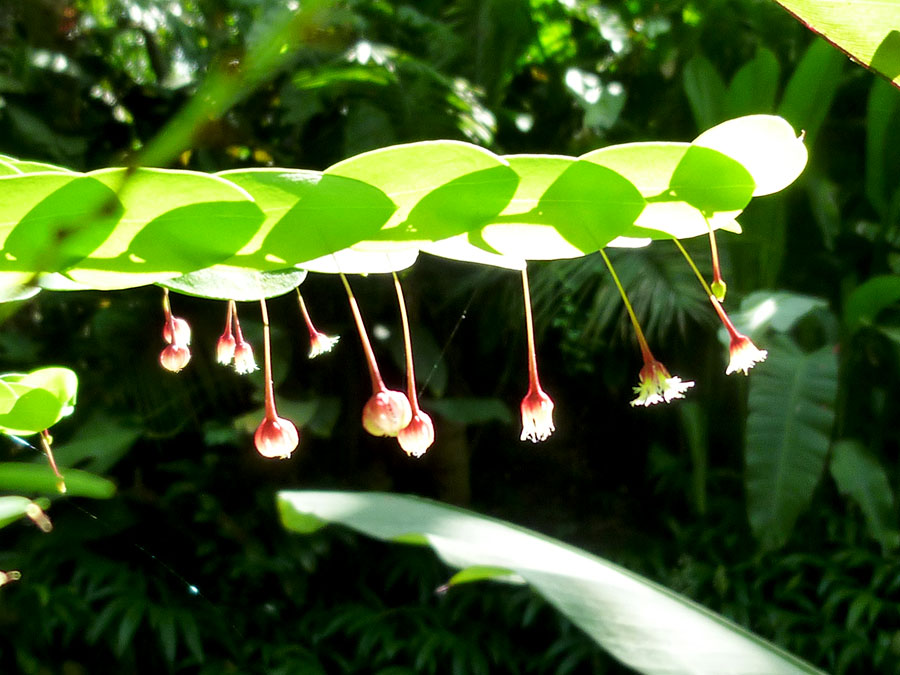 flowers at Rai Mae Fah Luang