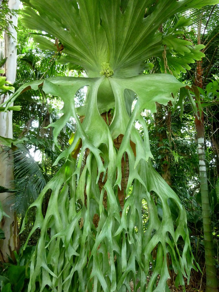 antler fern in rai mae fah luang