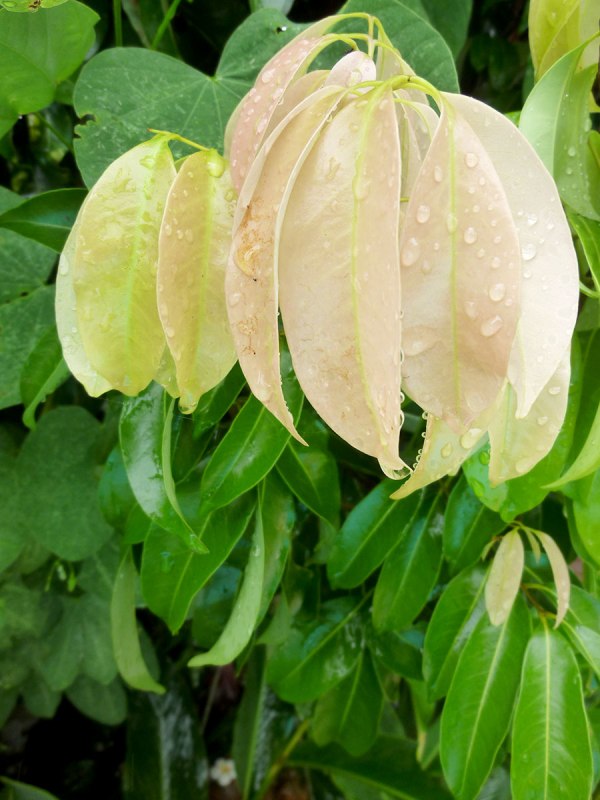 rain-on-leaves