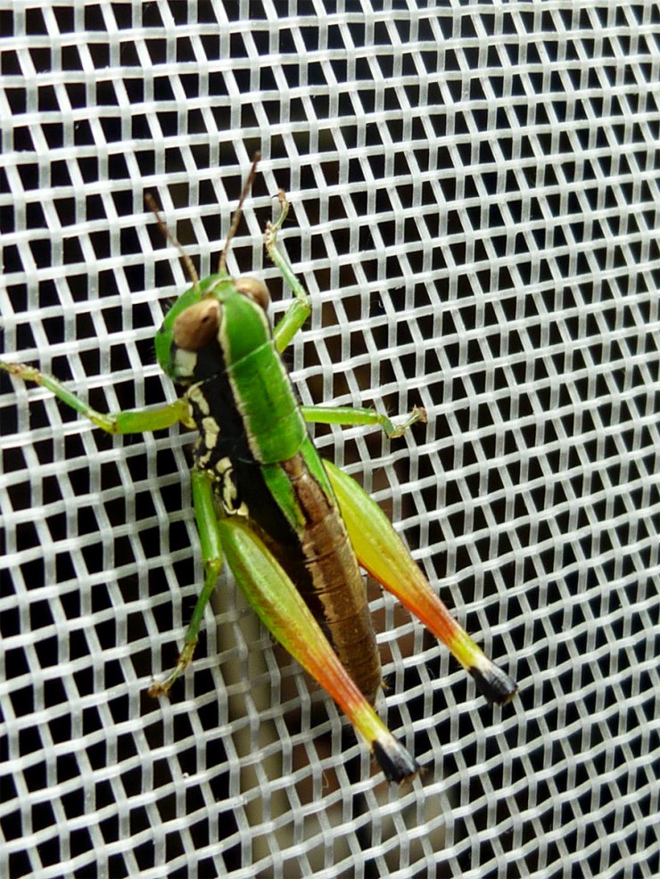 rainbow-grasshopper