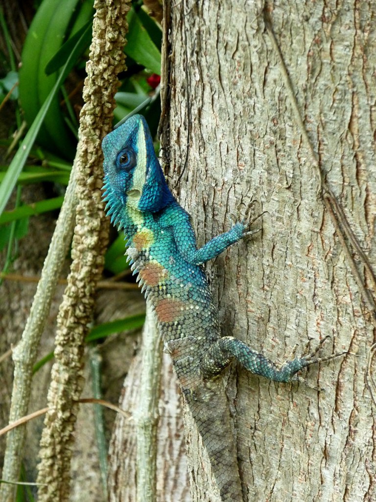 Tree agama at Wat Chaidtupon.