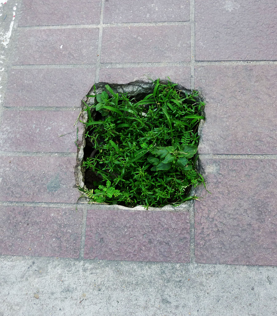 Green plant patch growing out of concrete