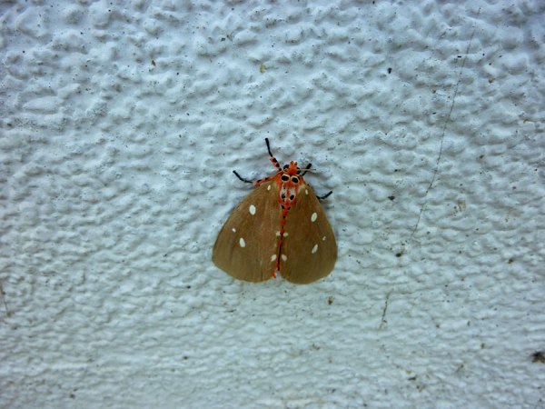 orange-moth
