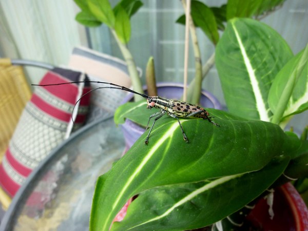 red-pink-bug