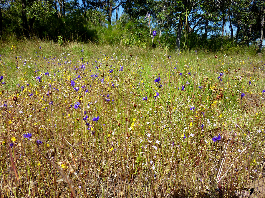 Boasting the largest flower field in Thailand...
