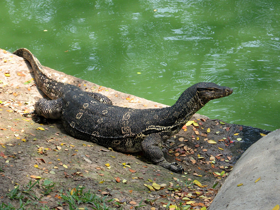 BKK monitor lizard