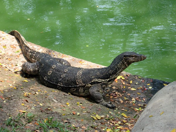 BKK monitor lizard