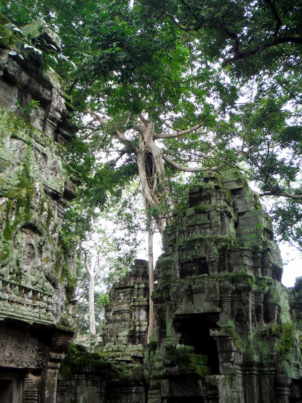 Ta Prohm was built by Jayavarman VII and was just as magical as billed. (Buddhist) [mid 12th, early 13th cent.]