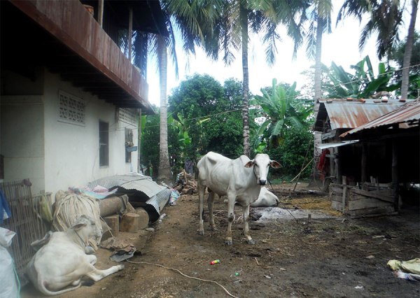 Battambang Bike tour, 2015