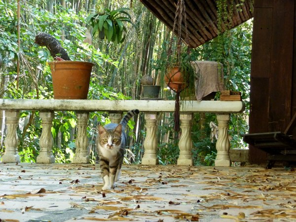 cat walking on patio in chiang mai