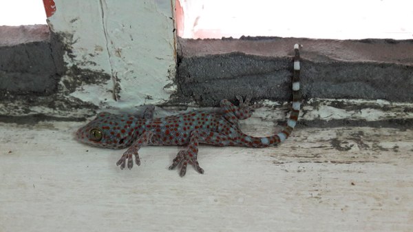 rescued tokay
