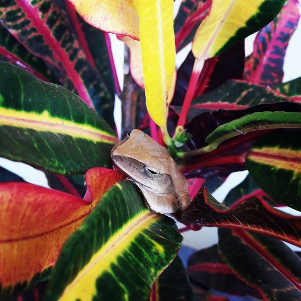 Cambodian tree frog