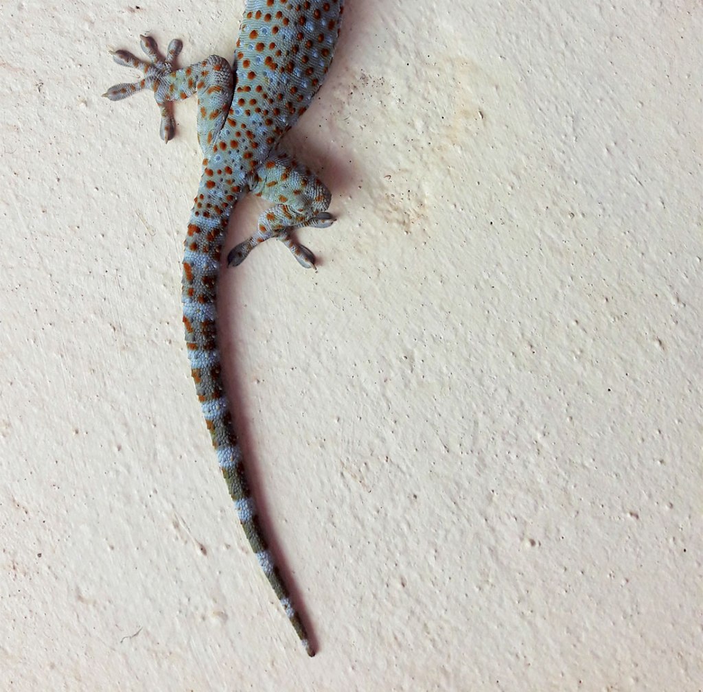 Living with lizards: a love&nbsp;story