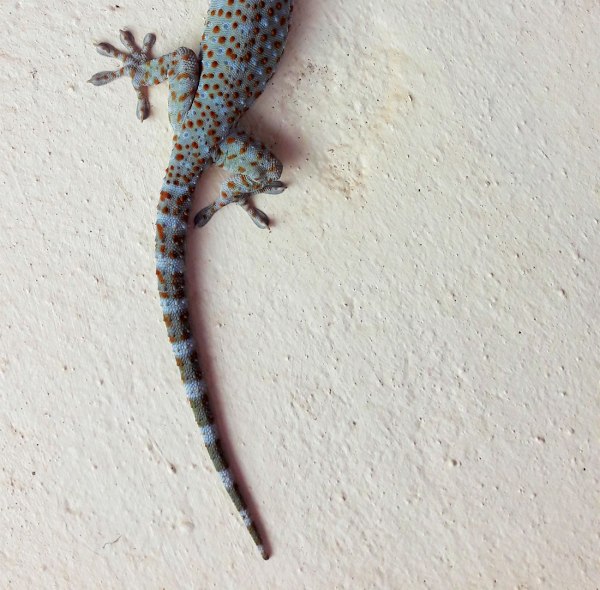 bottom half of a Cambodian Tokay gecko