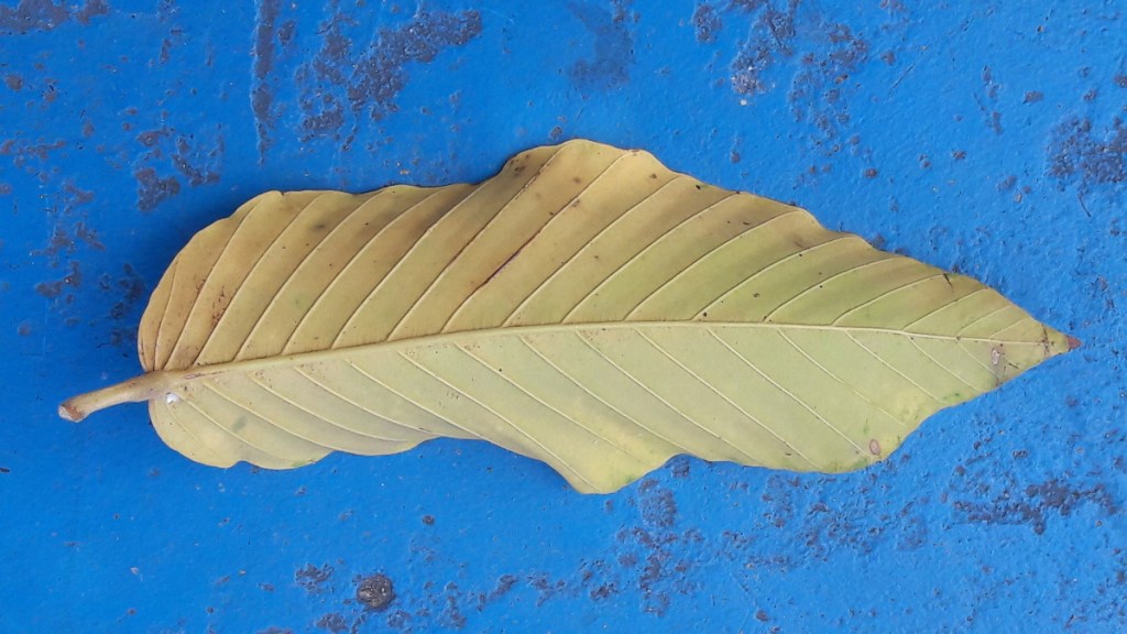 yellow leaf on blue basketball court