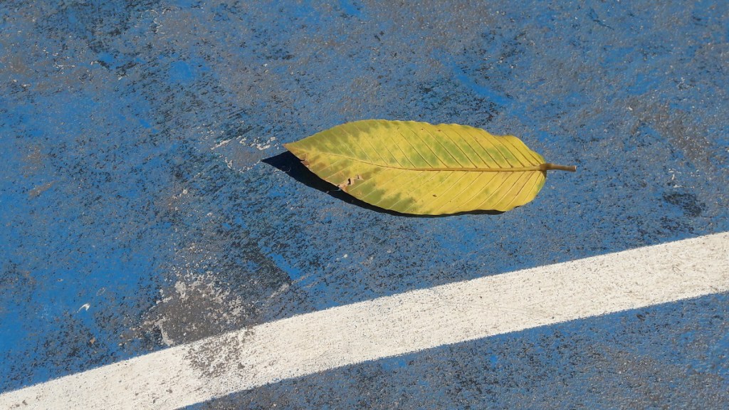 yellow leaf on basketball court